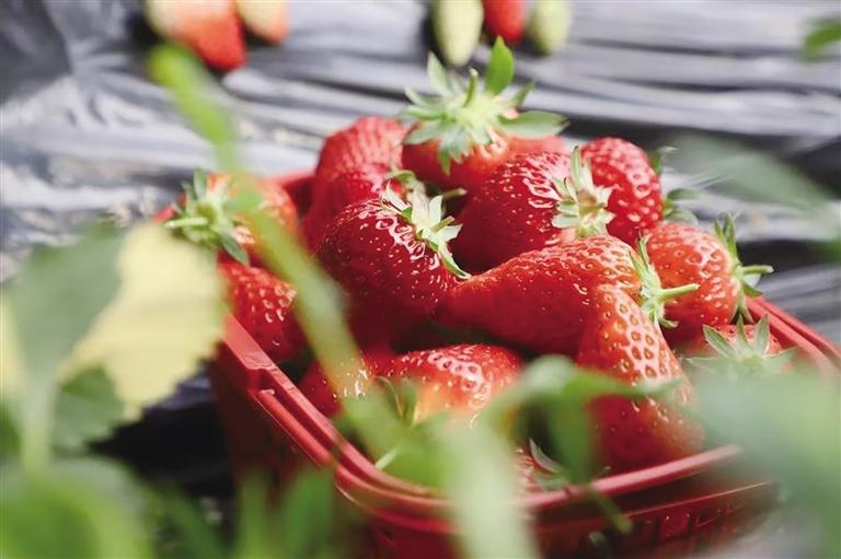 价格“跳水” 兰州市民实现“草莓自由”