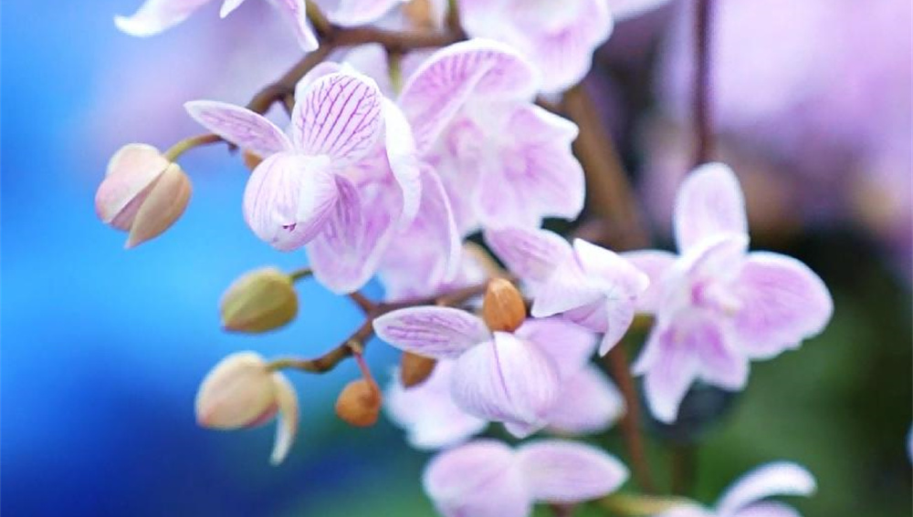 ������Ȫ��80��������������