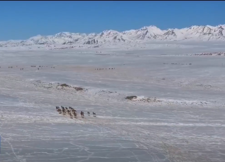 �����������ڲ�ԭ��Ұ¿��Ⱥ����