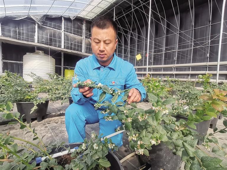 【新春走基层】“美瞳之果”扎根红古 兰州人吃上了本地蓝莓