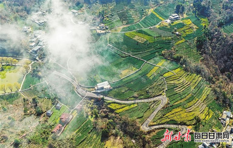 【图片新闻】文县碧口镇马家山村茶山上 茶农采摘早春茶