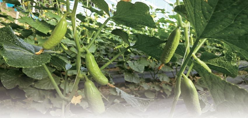 泾河川“减脂黄瓜”引试成功 抢鲜上市丰富市民“菜篮子”