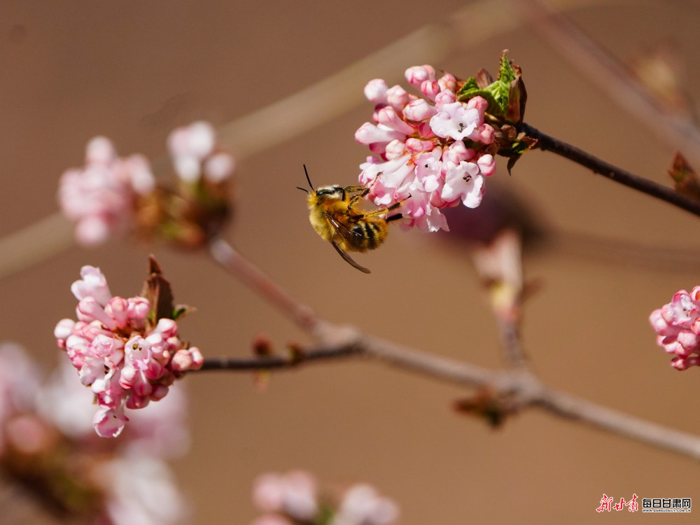 ��ɵ��軨���� ��Ǵ�ɫ����ʱ