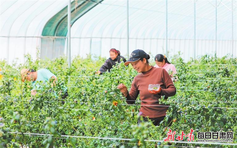 【图片新闻】秦安：首茬蓝莓进入采摘期