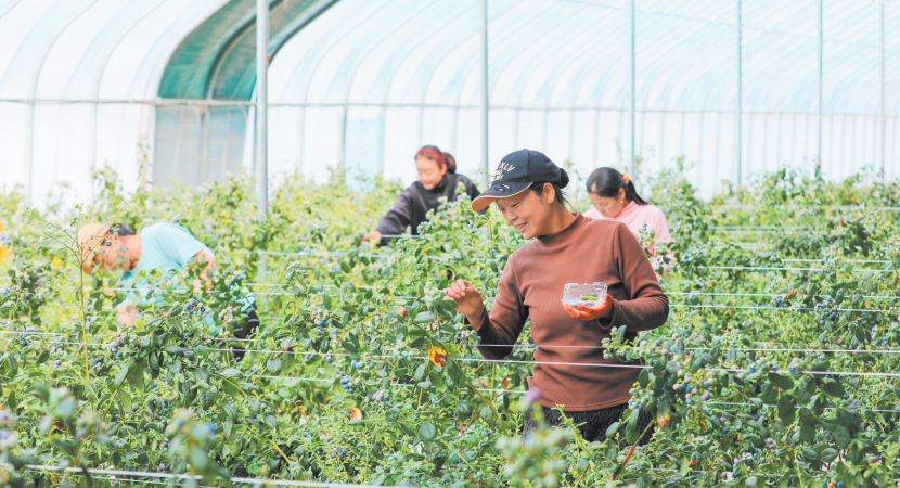 �ذ����ײ���ݮ�����ժ��