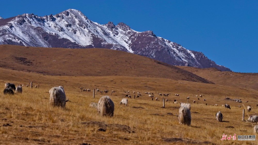 ��ѩ����ӳ���� ��ף��ԭ������