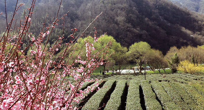 ������Ŀ���