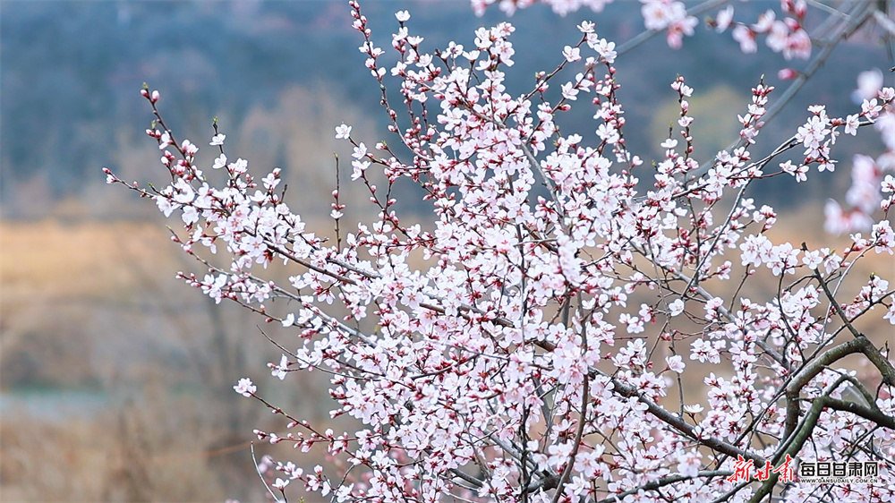 �������� �һ�������