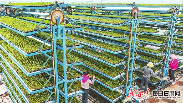 【图片新闻】临泽：工作人员正在间苗、补苗