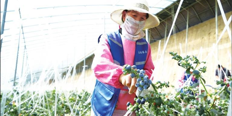 【图片新闻】兰州新区引进试种蓝莓喜获成功