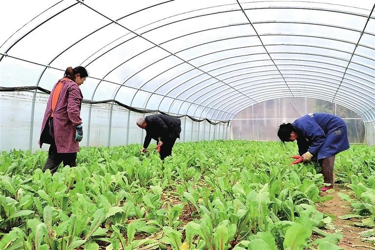 亩均破万!成县店村水萝卜抢“鲜”上市