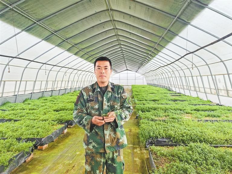 【深读·三农】千年药乡 承古启新——岷县擦亮道地药材“岷归”金字招牌