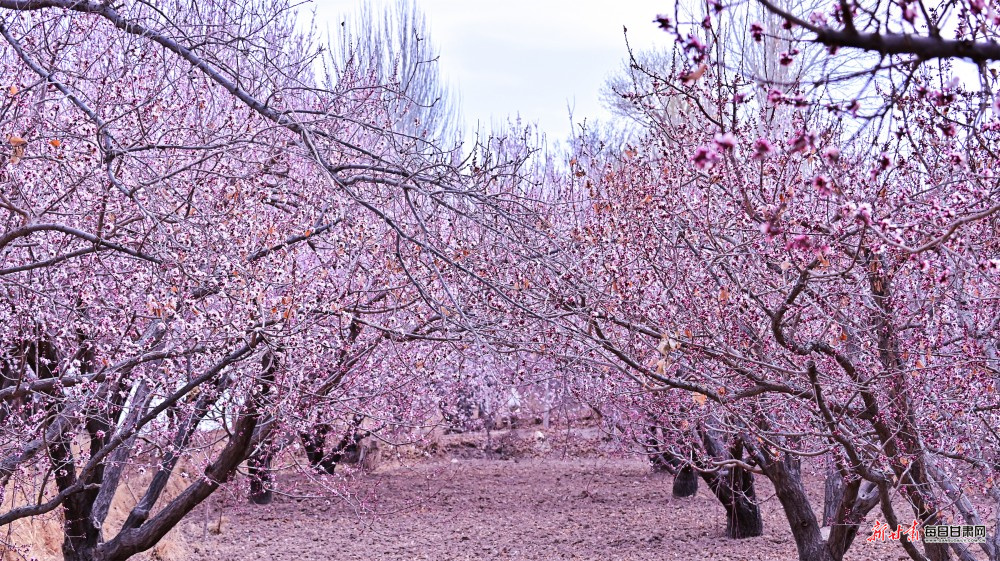 ��Į�ӻ��� �ػʹ���Ũ