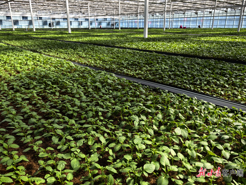 【记者在现场】小薯苗育出大产业