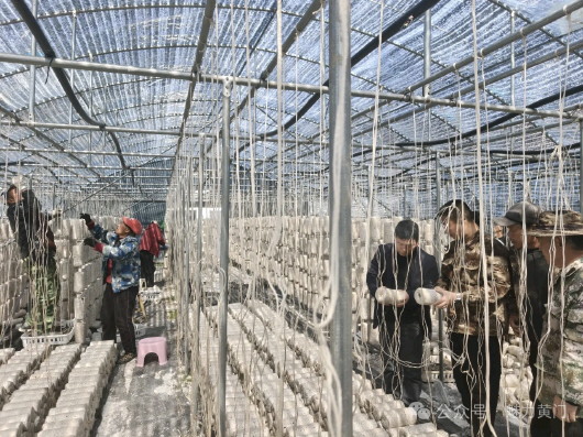 清水县：“百万菌棒”生产忙