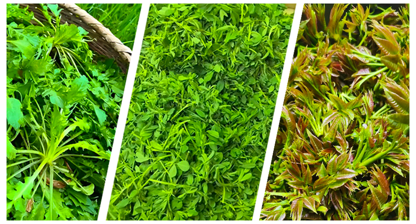 ��֪ζ���ࡿ��ʳҰ�� ����ϵ�����