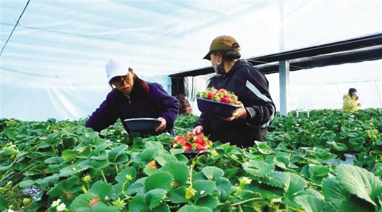 春风十里采撷忙 兰州“采摘经济”火热背后的农文旅融合一线调查