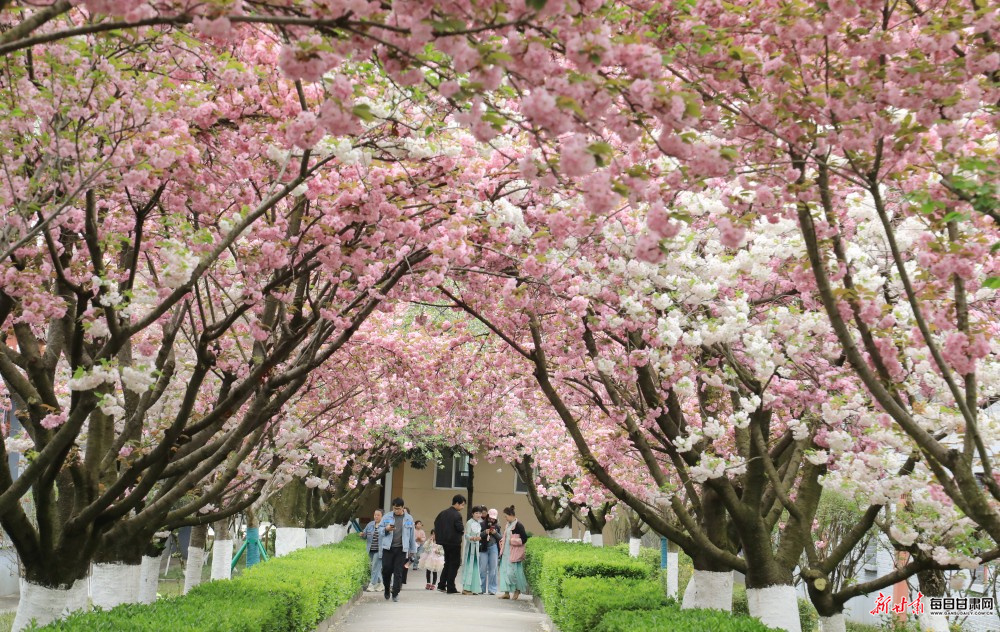 ����:ӣ��ʢ��ӭ���� ���ýڻ�������