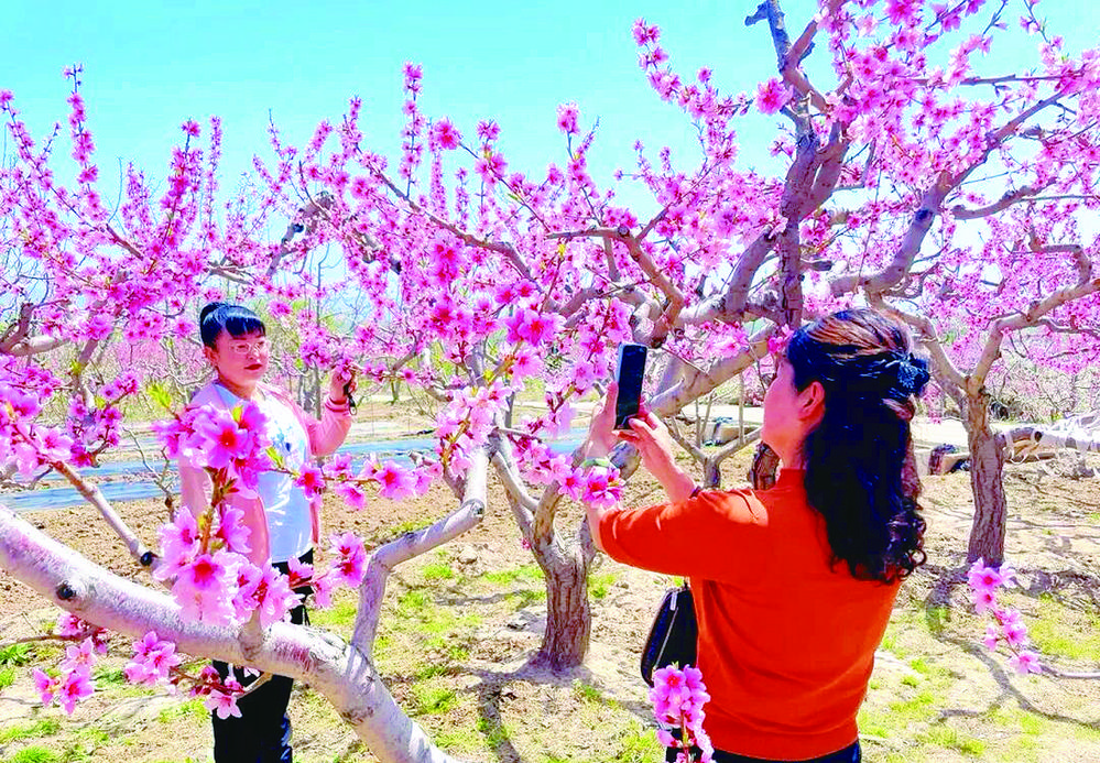 【花儿临夏 在河之州】桃林作台 春风为媒——临夏县“花式”激活春日经济新动能