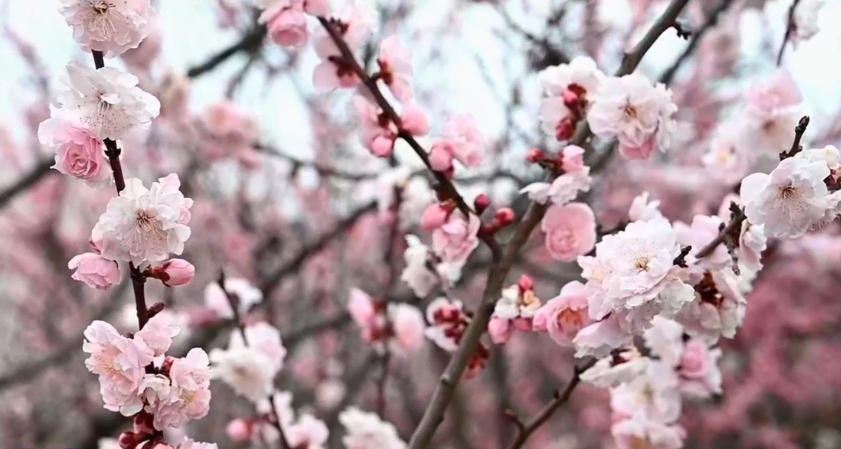 �ٻ�ʢ��ӭ���� ���վ��û�����