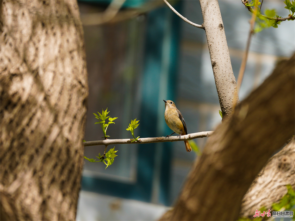 �ƺ�֮�����续 ��԰����������