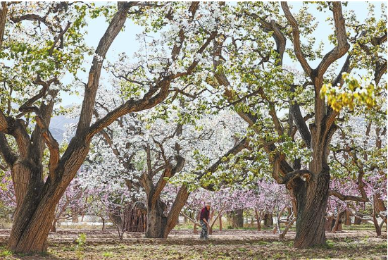 ����ʲ����ũ������԰�ڿ�չũ�»