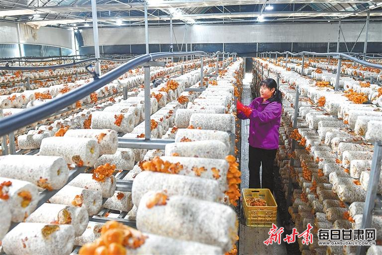 【图片新闻】清水县省级食用菌现代农业产业园内 工作人员在采摘蘑菇