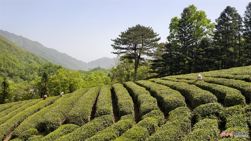 ����ɲ�����ʱ ���ӰӲ�����ɽ��