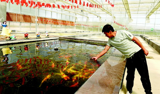 甘谷县六峰镇巩家村：小小观赏鱼 游出好“钱”景