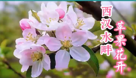 ���紵������ˮ������ƻ��������֦ͷ