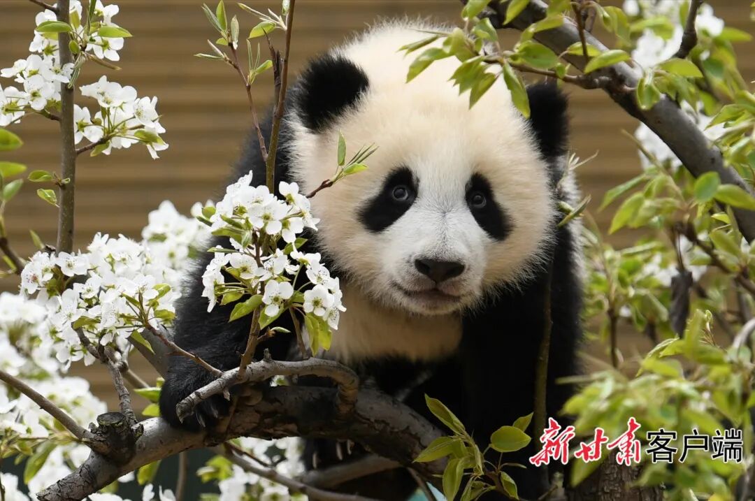 ���౾����ֻȦ������è���С������̡���������