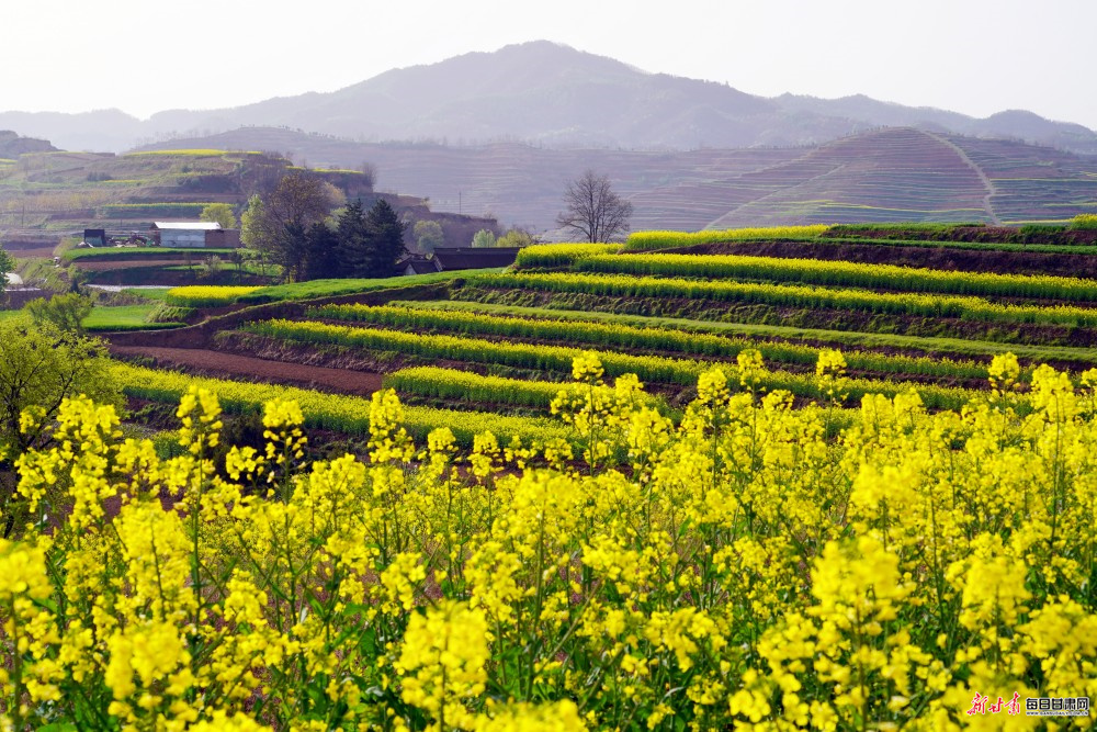 ����ĺ����ʤ�� ���ﻨ��������