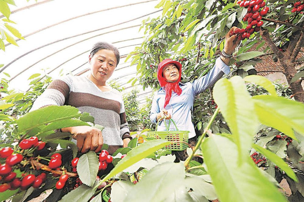 【图片新闻】临泽县精心开发农业体验项目 助力农民增收致富