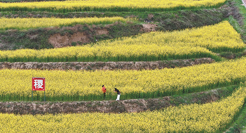 ��ɽ������ǧĶ��Ƭ��ɽ�Ͳ˻���������