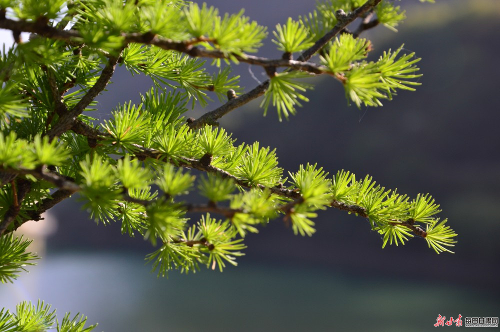 崲���ɽ���ɾ� ���¹ٶ������