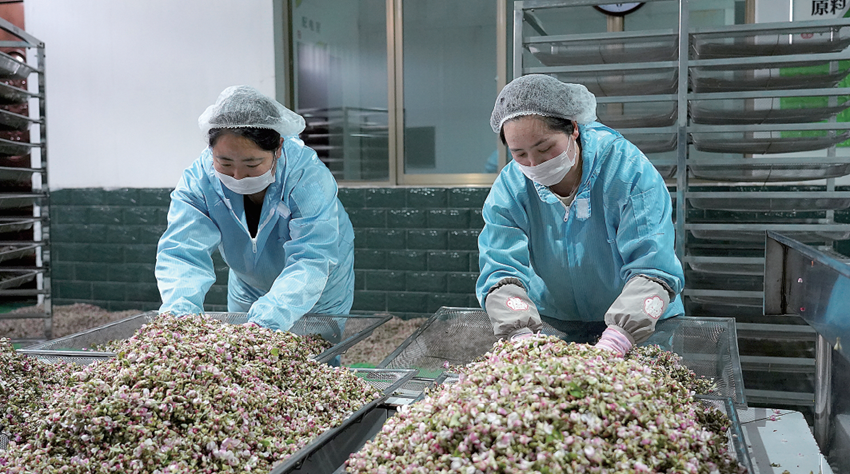 静宁：苹果花有了新用途