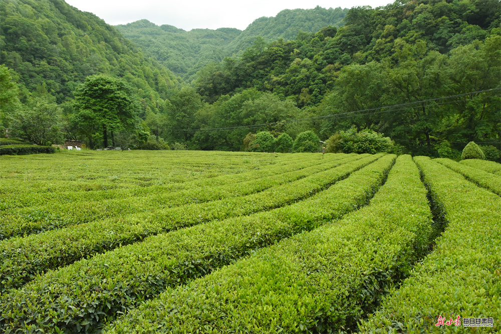 һ�Ʋ�����÷԰ ��Ŀ��串����