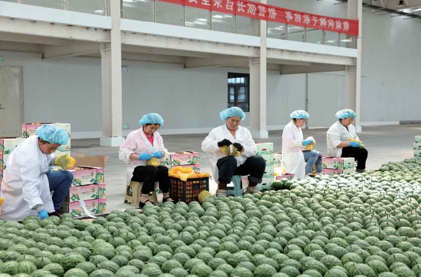 【图片新闻】平凉泾河川现代农业产业园有效带动群众就业致富