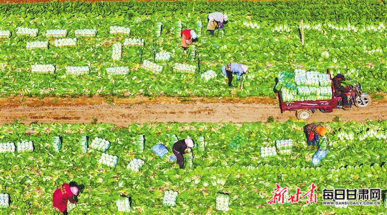 【图片新闻】张掖：菜农正在抢收娃娃菜