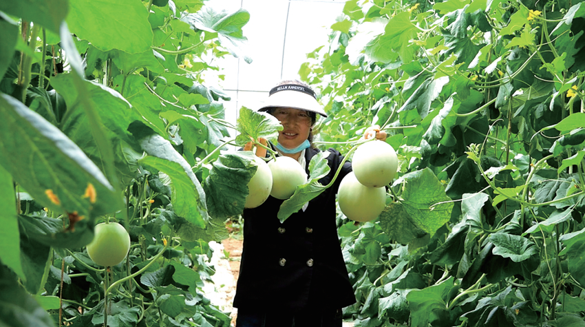 崇信：甜瓜飘香迎丰收