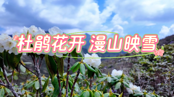 �ž黨�� ��ɽӳѩ