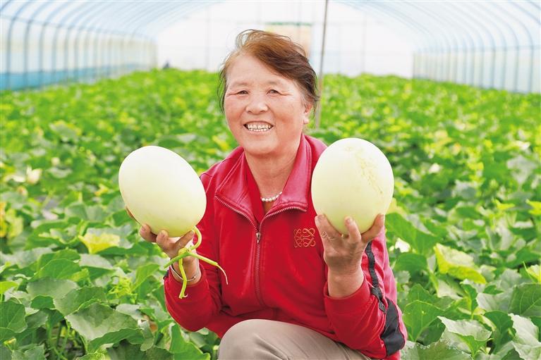 皋兰白兰瓜甜蜜上市 一口“记忆中的味道”回来了