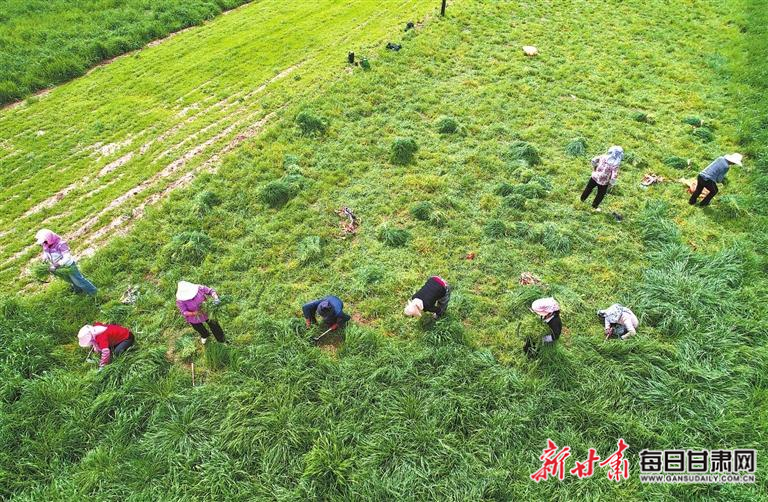 【图片新闻】岷县寺沟镇多纳村农民收割头茬猫尾草