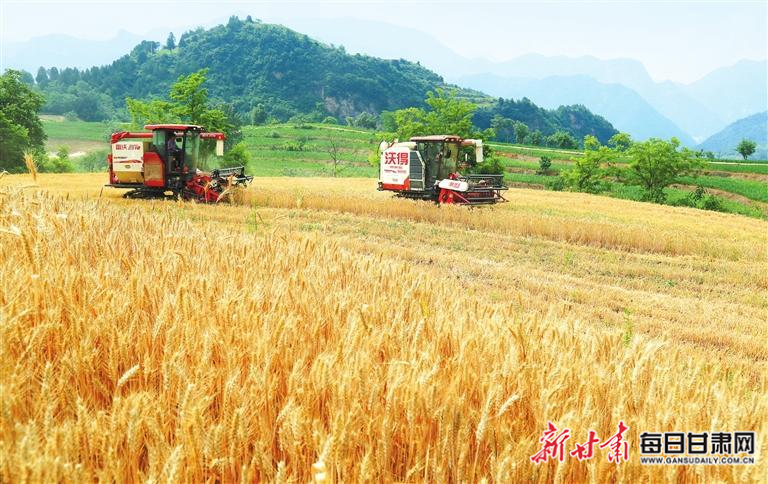 【图片新闻】徽县嘉陵镇草滩村农机手抢收高山区小麦