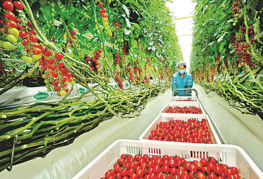 民乐串番茄入选2026年第一批全国名特优新农产品名录