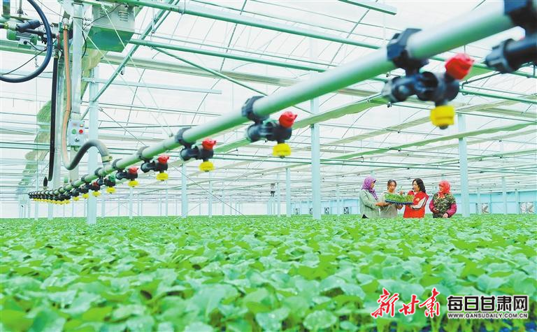 【图片新闻】张掖:农技专家指导农户进行农作物田间管理