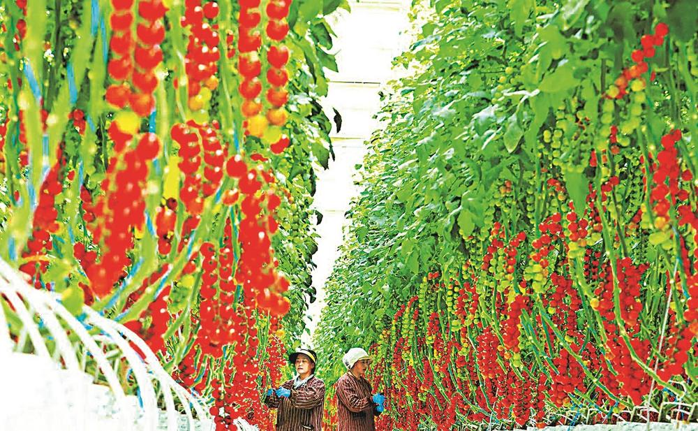 张掖市甘州区靖安乡首茬串番茄远销深圳等地