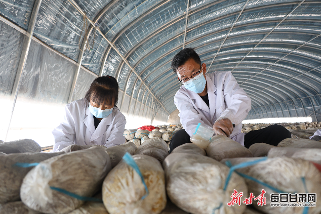 陇西：产业助重建 灵芝富乡村
