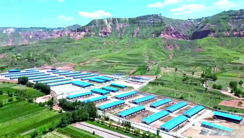 【乡村行 看振兴】全链升级动能足　牛羊成群富路宽——积石山县畜牧产业发展纪实