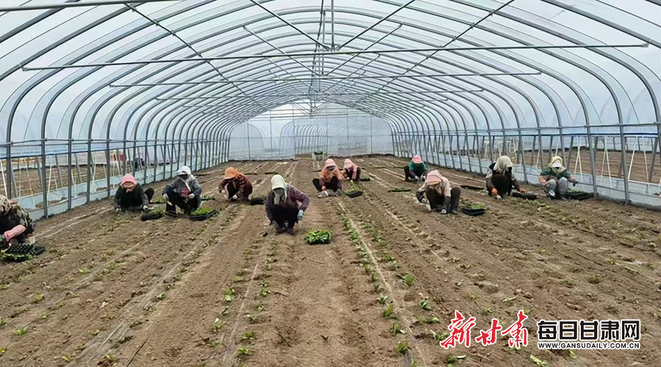 民乐:做活“棚”经济 拓宽致富路